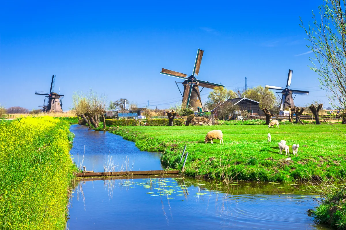 Duurzame energie door traditionele Nederlandse windmolens in een groene polder met grazende schapen en blauwe lucht.